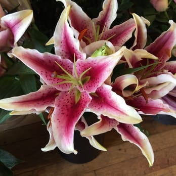 Jayne's Flowers - Florists Near Me - Belmont, Massachusetts
