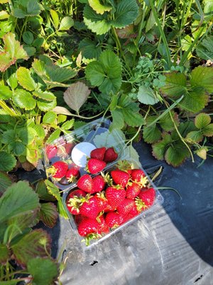 Family Farms by null