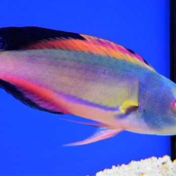 Deep Blue Aquatics - Pet Stores Near Me - Hinckley, LEC