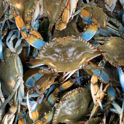 Westwego Shrimp Lot - Great Catch