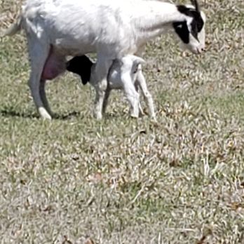 Jackson Lake Island - Mama goat and kid - Parks Near Me - Millbrook, Alabama