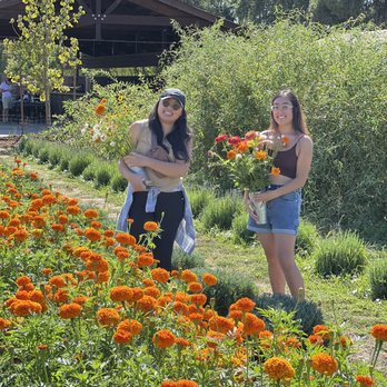 Park Winters Flower Farm - Our fresh picked flowers - Pick Your Own Farms Near Me - Winters, California