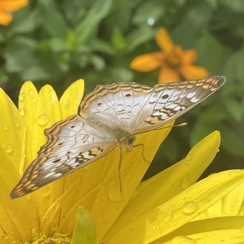 Miller Nature Preserve and Conservatory - Butterfly on flower - Botanical Gardens Near Me - Avon, Ohio