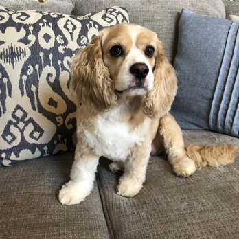 Oh My Dog! Grooming - Pet Groomers Near Me - Murrieta, California Oh My Dog! Grooming - Pet Groomers Near Me - Murrieta, California