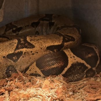 Austin Zoo - Python - Zoos Near Me - Austin, Texas