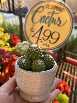 Trader Joe's by null