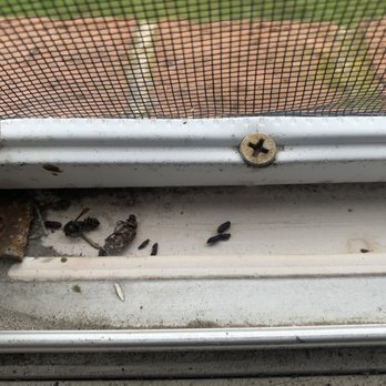 Parkview - My living room window when I opened it! Mouse droppings AND dead insects - Apartments Near Me - Pawtucket, Rhode Island
