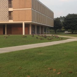 St Andrews University - Mecklenburg Hall and the ever-present geese