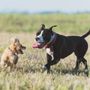 Photo of Wild at Heart Pack Walks