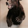 Coulee Creek Taxidermy