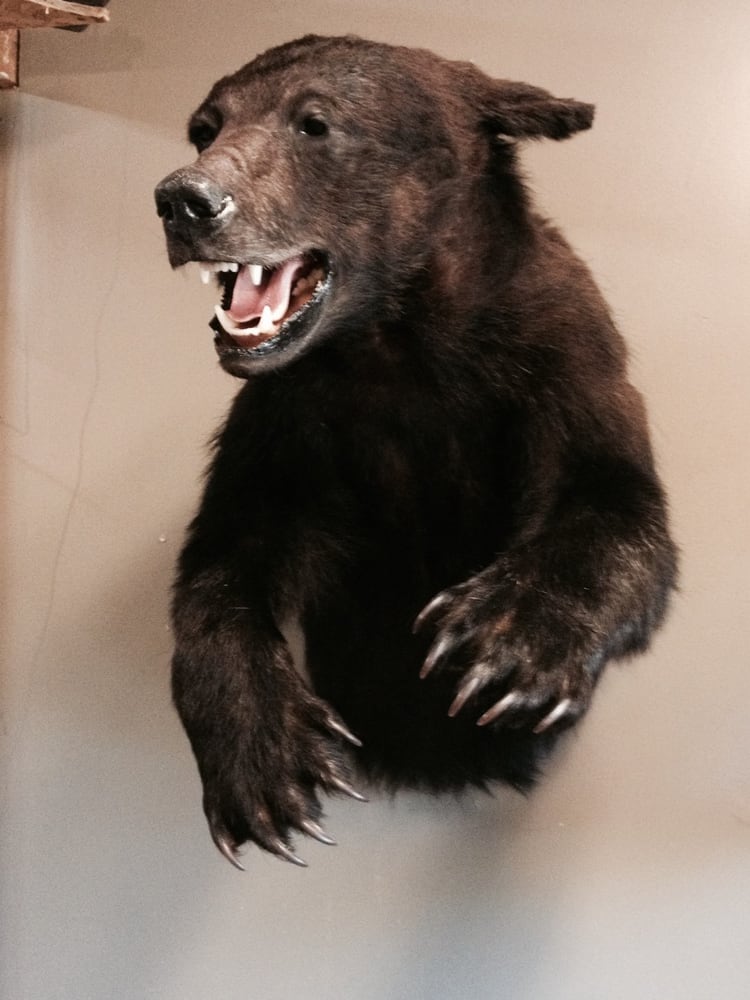 Coulee Creek Taxidermy - taxidermy in Spokane, WA