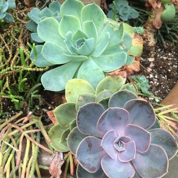 Allan Gardens - Parks Near Me - Toronto, Ontario Allan Gardens - Parks Near Me - Toronto, Ontario