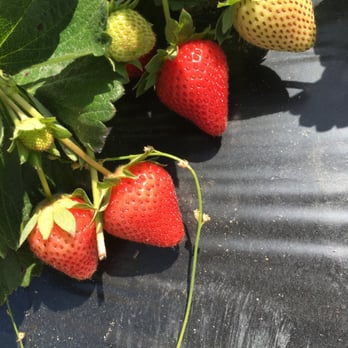 Crossroads Farm & Apiary - strawberries growing on a plant - Honey Near Me - Gainesville, Florida
