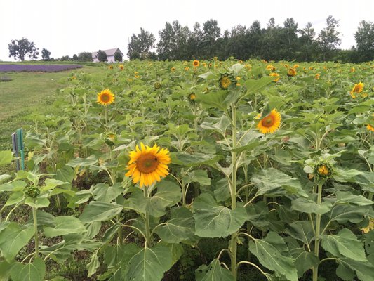 Flower Land Kamifurano by null