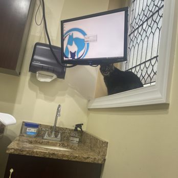 CATS ONLY VETERINARY HOSPITAL - Updated June 2026 - 29 Photos & 64
