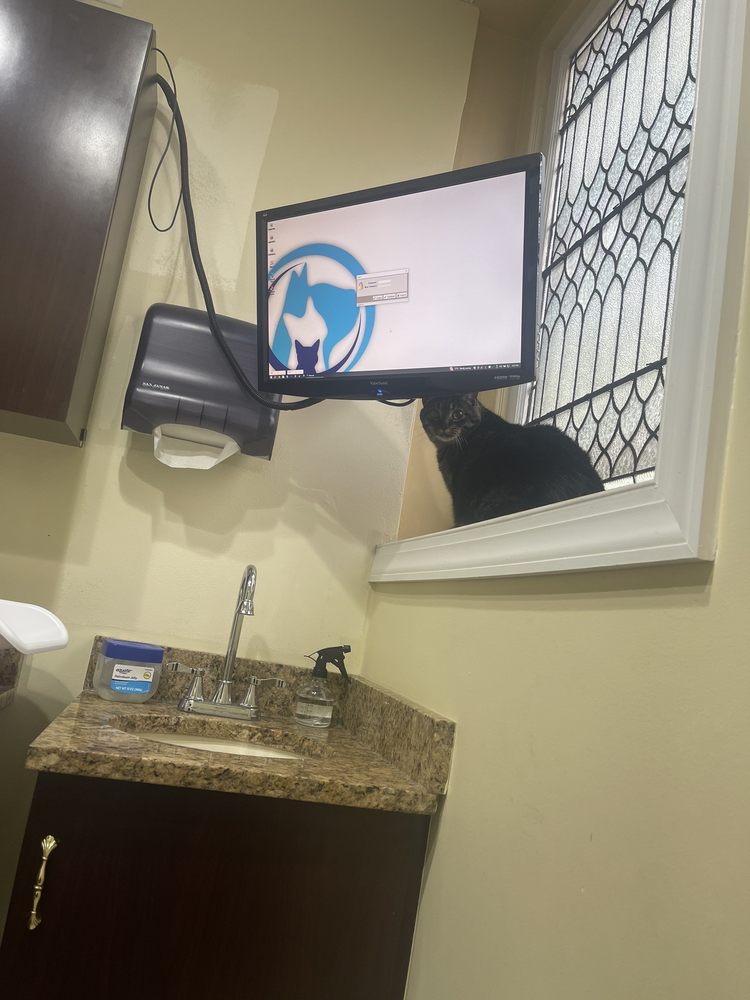 Cats Only Veterinary Hospital - pet boarding facility in Norristown, PA