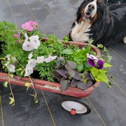 Marigold's Bybee Greenhouse