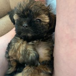 Mount Rock Animal Hospital - Minnie