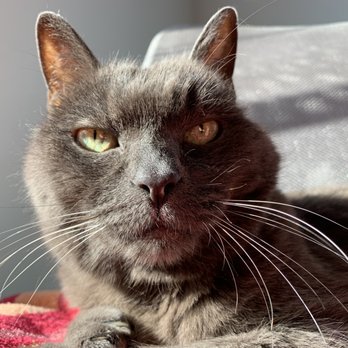 Pets Eternal Rest - RIP Marco. - Veterinarians Near Me - Walnut Creek, California
