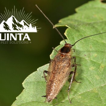Uinta Pest Solutions - Pest Control Near Me - Sandy, Utah Uinta Pest Solutions - Pest Control Near Me - Sandy, Utah