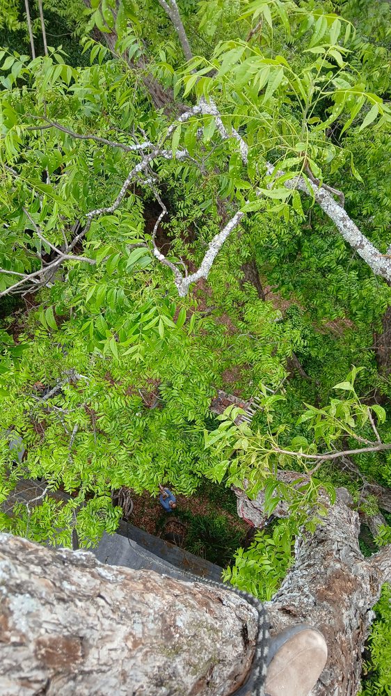 Ramirez Cleaning Service - tree service in Montgomery, AL