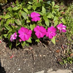 Self Realization Fellowship Books & Gifts