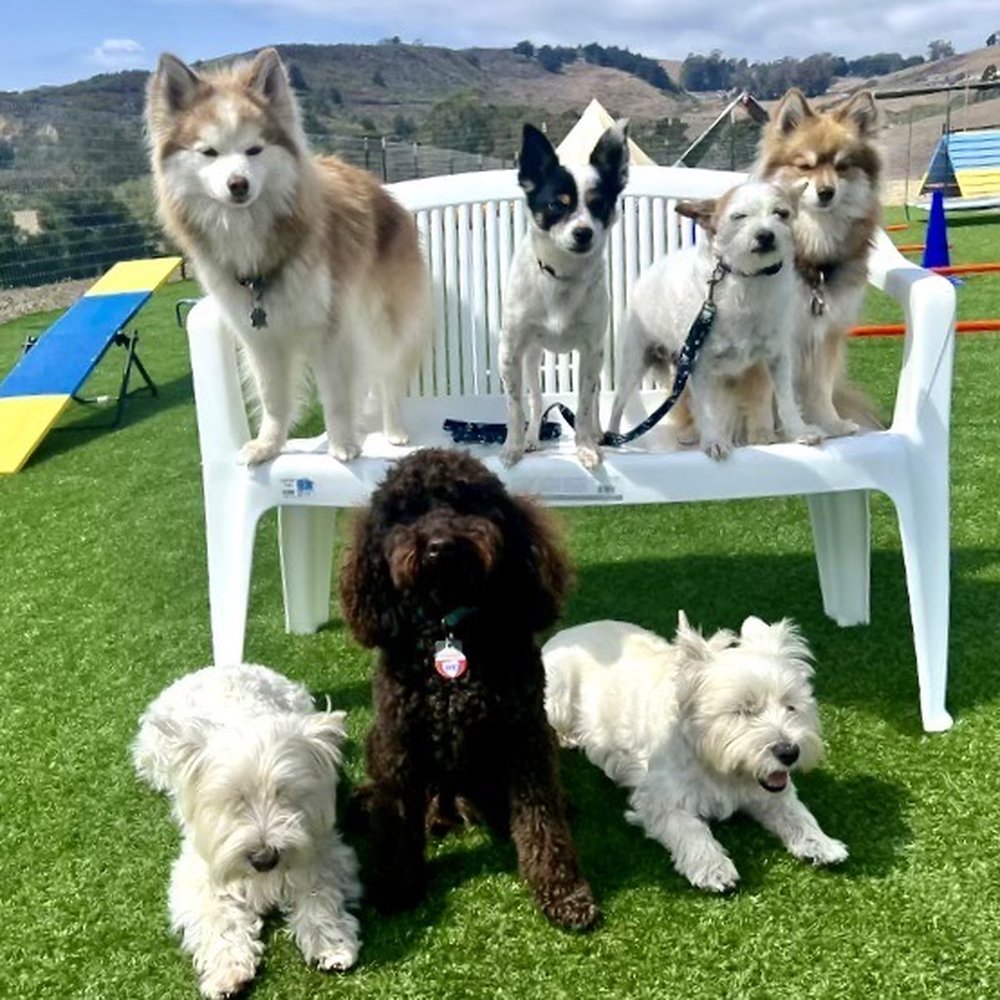 Big Dog Coastside - Angelo and some of his small dog buddies - Pet Training Near Me - Half Moon Bay, California Big Dog Coastside - Angelo and some of his small dog buddies - Pet Training Near Me - Half Moon Bay, California