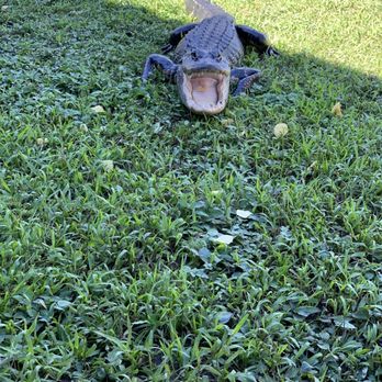 Everglades Airboat Excursions - an Alligator - Tours Near Me - Pompano Beach, Florida Everglades Airboat Excursions - an Alligator - Tours Near Me - Pompano Beach, Florida