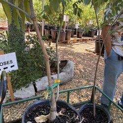 Shamus O'leary's Tropical Fruit Trees