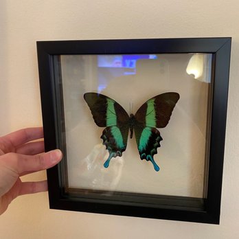 Paxton Gate - Beautiful framed butterfly. - Home Decor Near Me - San Francisco, California Paxton Gate - Beautiful framed butterfly. - Home Decor Near Me - San Francisco, California
