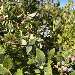 Bill’s Bees and Blueberries
