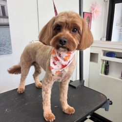 Designs Fur Canines - How cute am I
