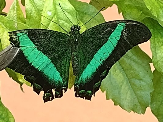 Audubon Insectarium by null
