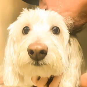 SHAWN D. FREHNER, DVM - Updated May 2025 - Las Vegas, Nevada