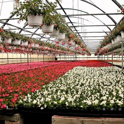 Babikow Wholesale Greenhouses