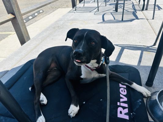 Mountain View Animal Hospital LLC