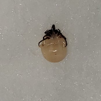 PetSmart Dog Training - Horrible dirty Pet hotel. My poor dog got a tick (see pic) after staying at Tustin marketplace petsmart. - Pet Stores Near Me - Tustin, California