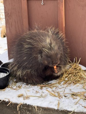 Alaska Wildlife Conservation Center by null