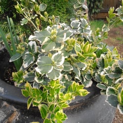 Hilton Landscape Supply - The other five or so of these euonymus shrubs look great.  i take good care of my plants.