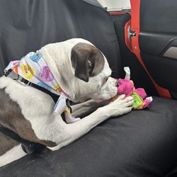 The Nail Pawlor