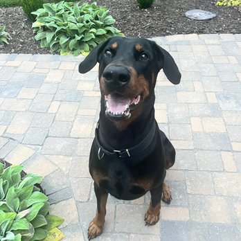 Cres Canine - Pet Training Near Me - Hendersonville, Tennessee Cres Canine - Pet Training Near Me - Hendersonville, Tennessee