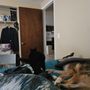Photo of FurBabies