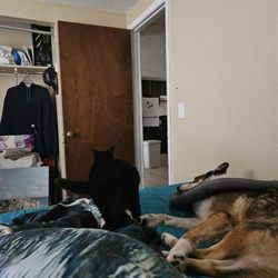 FurBabies