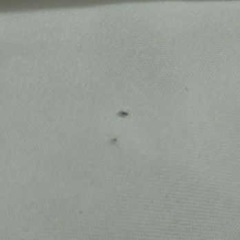 Red Roof Plus - Bed bugs - Hotels Near Me - Carteret, New Jersey Red Roof Plus - Bed bugs - Hotels Near Me - Carteret, New Jersey