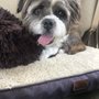 Photo of Pawsh Puppies Grooming