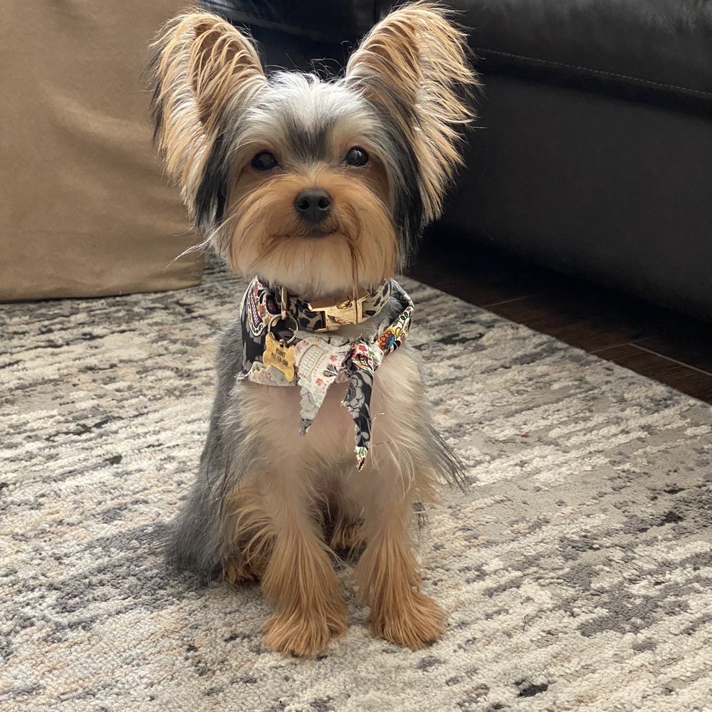 Paws At Main - Riverside - Pet Groomers Near Me - Riverside, California Paws At Main - Riverside - Pet Groomers Near Me - Riverside, California
