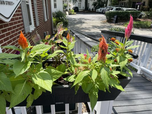 The Southern Porch by null