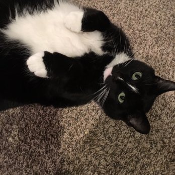 Trainer Dan - Pet Training Near Me Trainer Dan - Pet Training Near Me