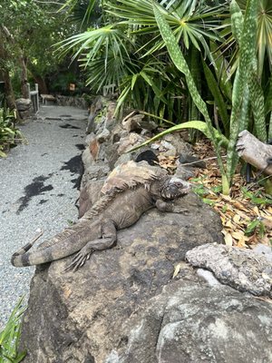 Coral World Ocean Park by null