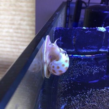 Blue Thumb Chicago - Aquarium Services Near Me